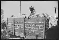 Delta & Pine Company Cotton Plantation,Scott,Mississippi,MS,October 1939,FSA,6 picture
