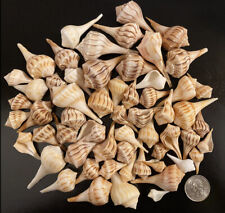 30 Small Lightning Whelks From Sanibel picture