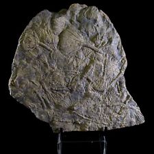 Large Crinoid Sea Lilly Triassic Period - Museum Quality picture