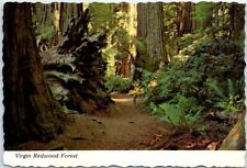 Postcard - Virgin Redwood Forest, Jedediah Smith State Park, California, USA picture
