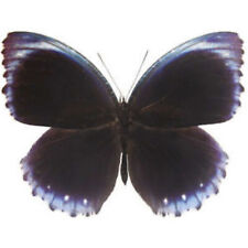 Elymnias cumaea blue purple butterfly Sulawesi Indonesia WINGS CLOSED/UNMOUNTED picture