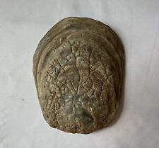 Reptile Fossil, Unknown Species, 5 3/4 inches x 4 3/4 inches x 1/2 inch picture