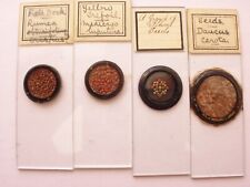 4 Antique Microscope Slides. Arranged Groups of Seeds picture
