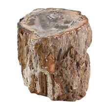 Petrified Wood Branches Home Indoor Outdoor Decoration -S Approx. Ct 5216 Gifts picture