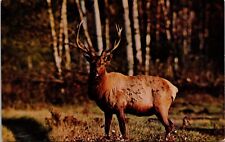 Vintage Postcard Deer Adult Bull Elk Giants of the Antlered World Michigan MI picture