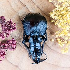 z56a Giant Tiger Beetle Manticora latipennis 50+mm Specimen Oddity craft picture