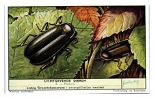Firefly Beetle Photuris, Luminous Animals Liebig Belgian Trade Card *VT28A picture