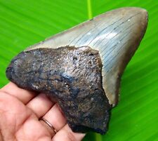 MEGALODON SHARK TOOTH - 4.30 INCHES - REAL FOSSIL SHARK TEETH - NO RESTORATIONS picture