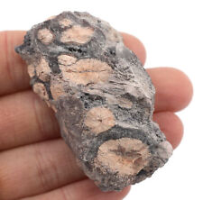Raw Rhyolite Igneous Rock Specimen, 1