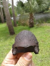 The Finest Horse Hoof Florida Fossil Mammal  picture
