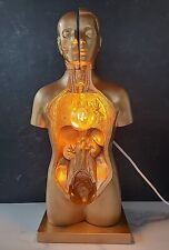 Vintage Human Head And Torso Scientific Model Desktop Lamp OOAK picture