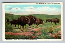 Buffalo On Plains Of The Great West, Linen c1949 Postcard picture