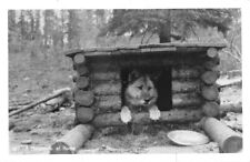 617 A Malamute at Hiome Real Photo RPPC picture