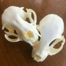 NEW 2 pcs real animal skull, specimen, collectible， 9cm x 5.5cm，taxidermy picture