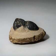 Genuine Asaphus intermedius Trilobite in Matrix from Morocco (315 grams) picture