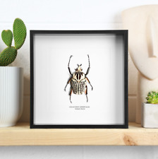 XL Goliath Beetle Entomology Handcrafted Box Frame Interior Design Home Decor picture
