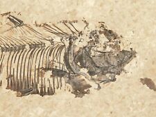 X-RAY BONES 100% Natural Diplomystus FISH Fossil Wyoming 258gr picture