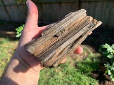 Texas Petrified Fossil Tropical Wood Rotted Branch Ice Age Beaumont Formation picture