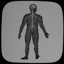 Magic Lantern Slide HUMAN PHYSIOLOGY NO36 SPINE SYST C1888 MEDICAL ILLUSTRATION picture