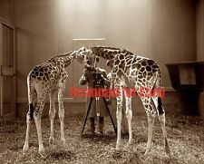 Circa 1926 Washington D.C. Giraffes National Zoo 8x10 Photo +  picture
