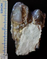 Rare Giant Pig Lower Molar, Archaeotherium Fossil, Oligocene, South Dakota, A294 picture