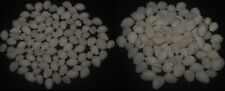 tonyshells seashells Trivirostra oryza SET OF 100 pcs  FALSE COWRIES 6-11mm F+++ picture