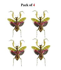 4pcs Taxidermy Jewel Flower Mantis Teaching Collection Insects Entomology Gift picture