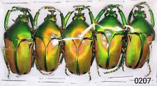 Cetoniinae Cyprolais aurata Pack 5 pcs A1 from CAMEROUN - #0207  picture