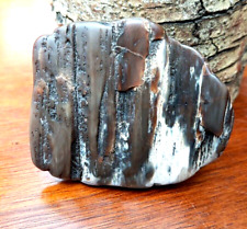 Agatized Petrified Wood Polished Specimen Bark W Grain Display Rounded Utah A+ picture