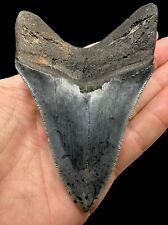 4.25 Inch Serrated Blue Megalodon Tooth : Cooper River , South Carolina 🇺🇸 picture
