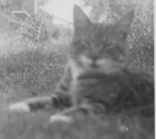 4V Photograph Close Up Artistic View POV Cat Laying In Grass 1940's  picture