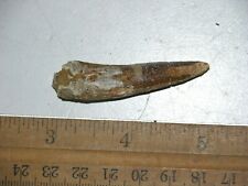 Dinosaur fossil tooth Spinosaurus Cretaceous Era bigger 2 inch long B35 picture