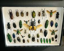 Assortment of 41 Preserved & Pinned Beetles For Your Entomology Collection picture