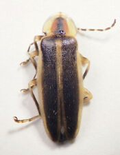 Firefly: Photuris sp (Lampyridae) USA Coleoptera Insect picture
