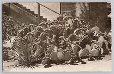 RPPC Desert Sanatorium Prickly Pear Cactus Grounds Tucson Medical Center AZ picture