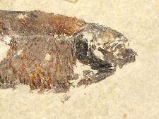 SCALES On This 50 Million Year Old Knightia FISH Fossil w/Stand Wyoming 1105gr picture