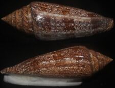 Tonyshells Seashells  Conus gloriamaris VERY LARGE 138mm F+++, superb pattern picture