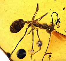 Extinct Sphecomyrma Ant, Fossil inclusion in Burmese Amber picture