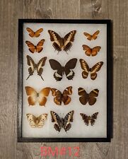 Antique Taxidermy Butterfly Mount Decor #BM12 picture