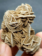 Prehistoric flower shape desert fossil picture