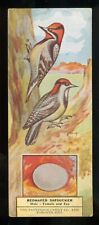 1924 RED NAPED SAPSUCKER Bird Card PATTERSON Candy V75 w COUPON #31 TORONTO picture