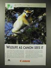2003 Canon Ad - Golden-crowned Sifaka picture