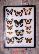 Antique Taxidermy Butterfly Mount Decor **BUNDLE** picture