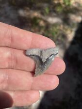Beautiful 1.25”+ Florida Fossil Hemipristis Shark Tooth Hemi Meg Era picture