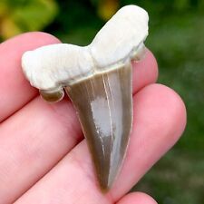 High Quality Kazakhstan Striatolamia Rossica Fossil Shark Tooth Shark Teeth picture