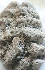 Large Lot White Brain Coral Fossil Beach Saltwater Fish tank Aquarium decoration picture
