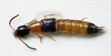 Rove Beetle: Neobisnius sp. (Staphylinidae) USA Coleoptera Insect picture