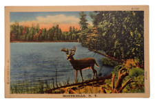 Vintage Linen Postcard Curteich Catskills Mountains Monticello New York Deer picture