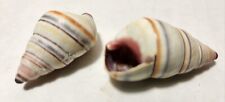 2 Hatian Tree Snail Shells (antipathogenic, antioxidant, skin healing) 0.006 gm picture