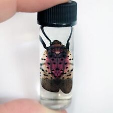 Lycorma delicatula pink strawberry spotted lanternfly USA wet specimen picture